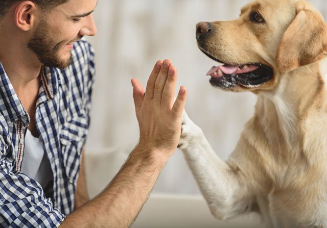 Pancreatitis in Dogs