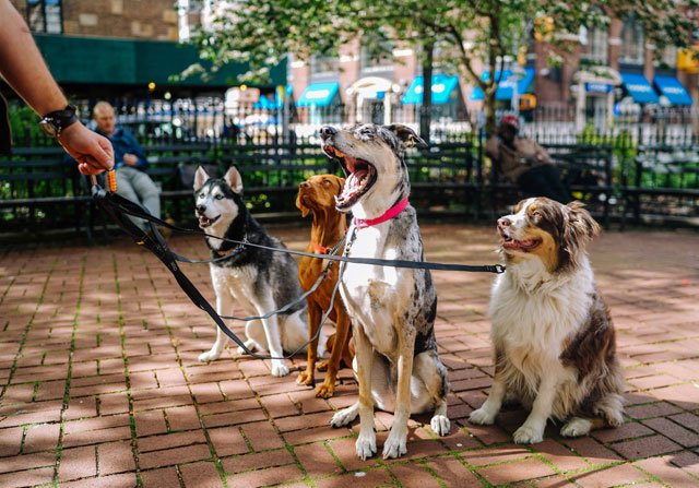 Dog Walking Behavior: Petiquette