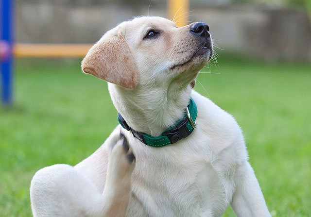 New Treatment for Canine Atopic Dermatitis