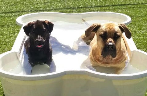 Clearwater dog daycare