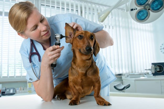 Why Does My Dog Smell? Part 1