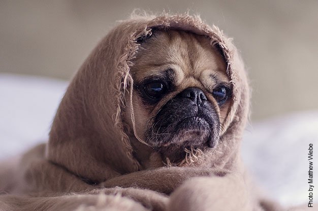 New Option to Treat Noise Aversion in Dogs