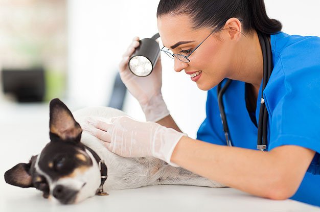 Why Does My Dog Smell? Part 2
