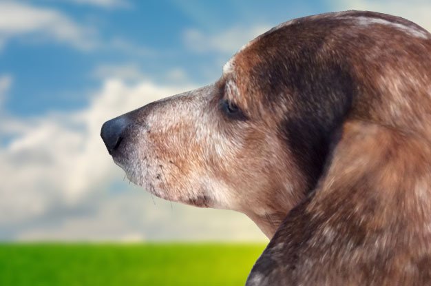 Your Dog’s Amazing Sense of Smell