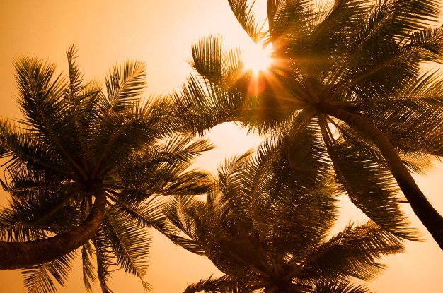 Heat Stroke in Dogs: What to Look For