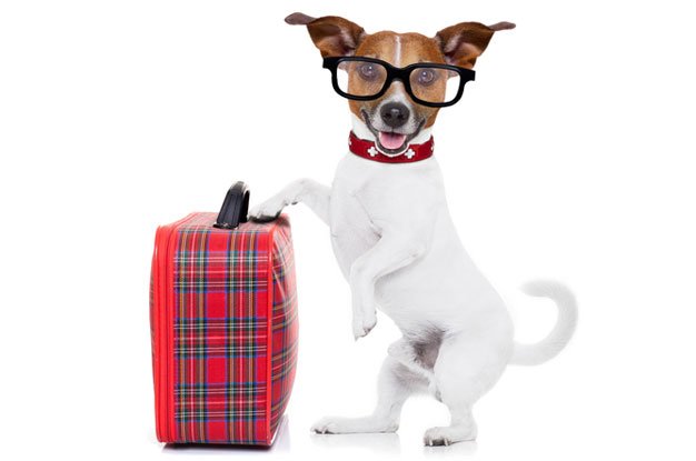 Pet Boarding this Holiday Season