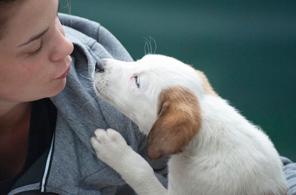 Persistent Hookworm Infections in Dogs