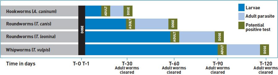 Intestinal parasites in dogs