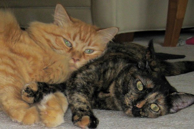 Animal Behaviorist Helps Introduce a New Cat to the Household