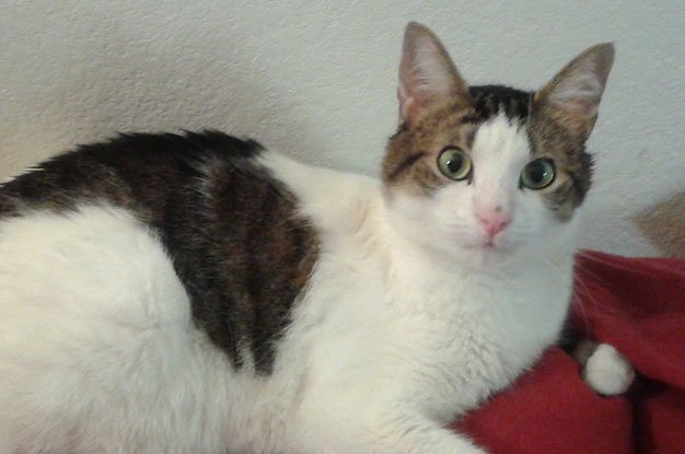 Sudden Behavioral Changes in Your Pet