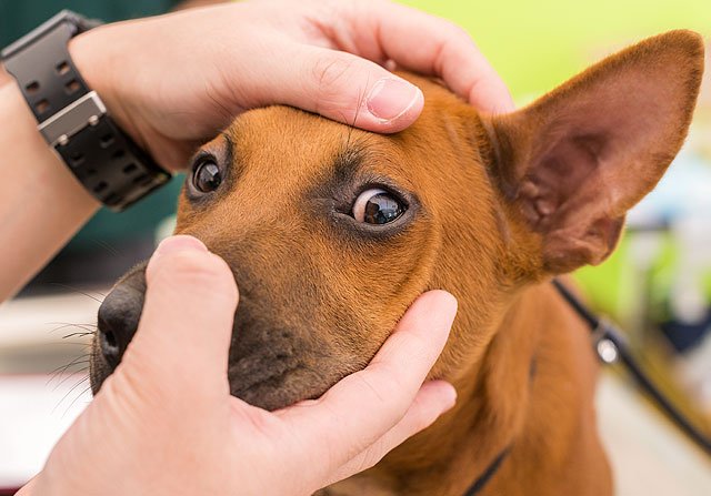 Pet Eye Care