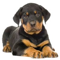 puppy training