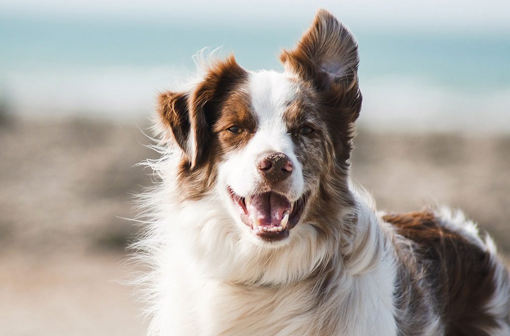 Otitis in Dogs Due to Allergy