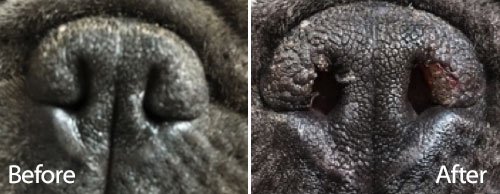 Stenotic Nares Before and After