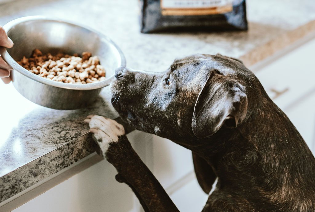 Best Pet Food