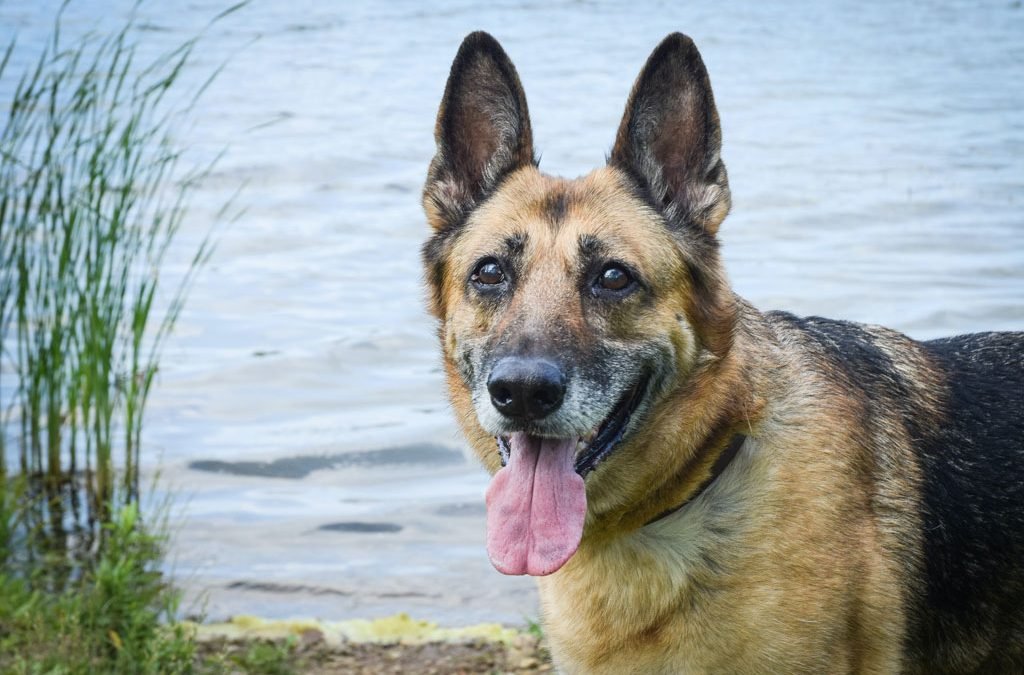 Canine Gastropexy Surgery