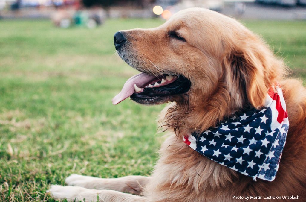 Canine Heat Stroke