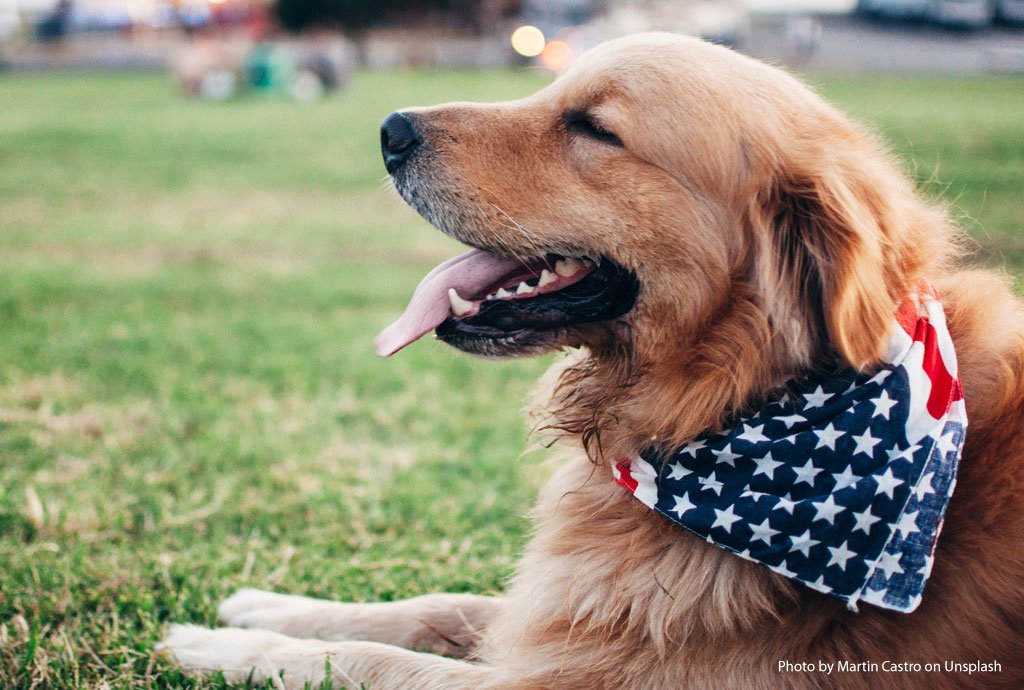Canine Heat Stroke