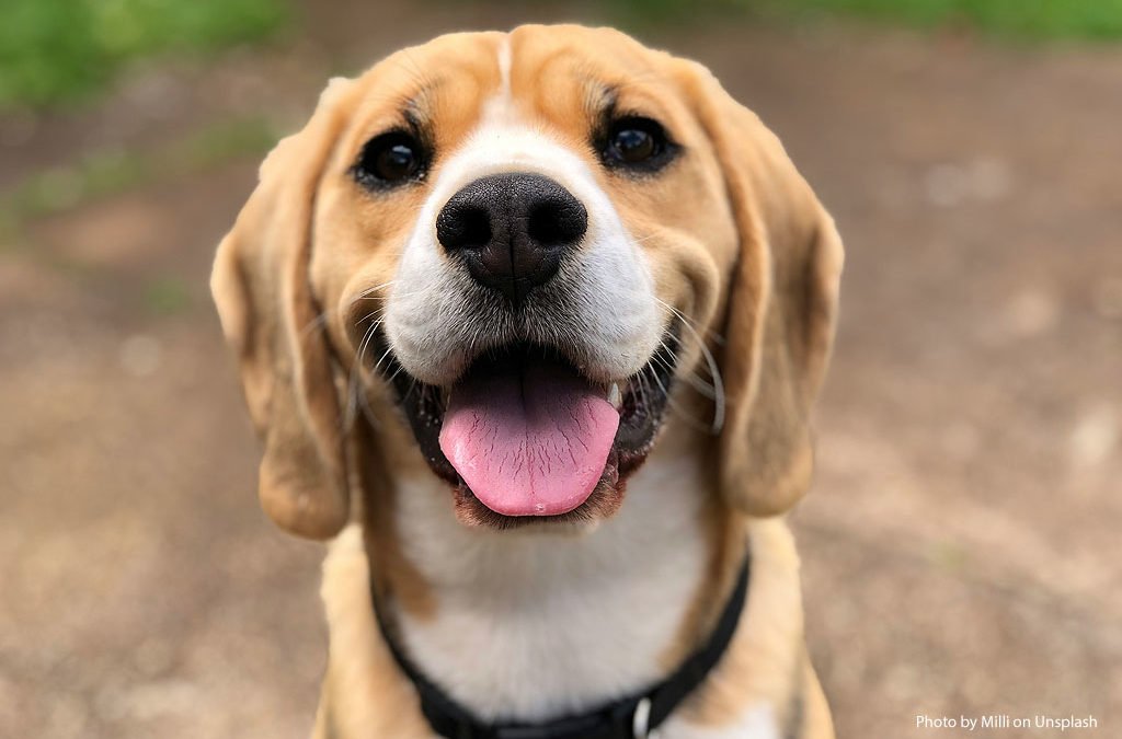 New Respiratory Illness in Dogs