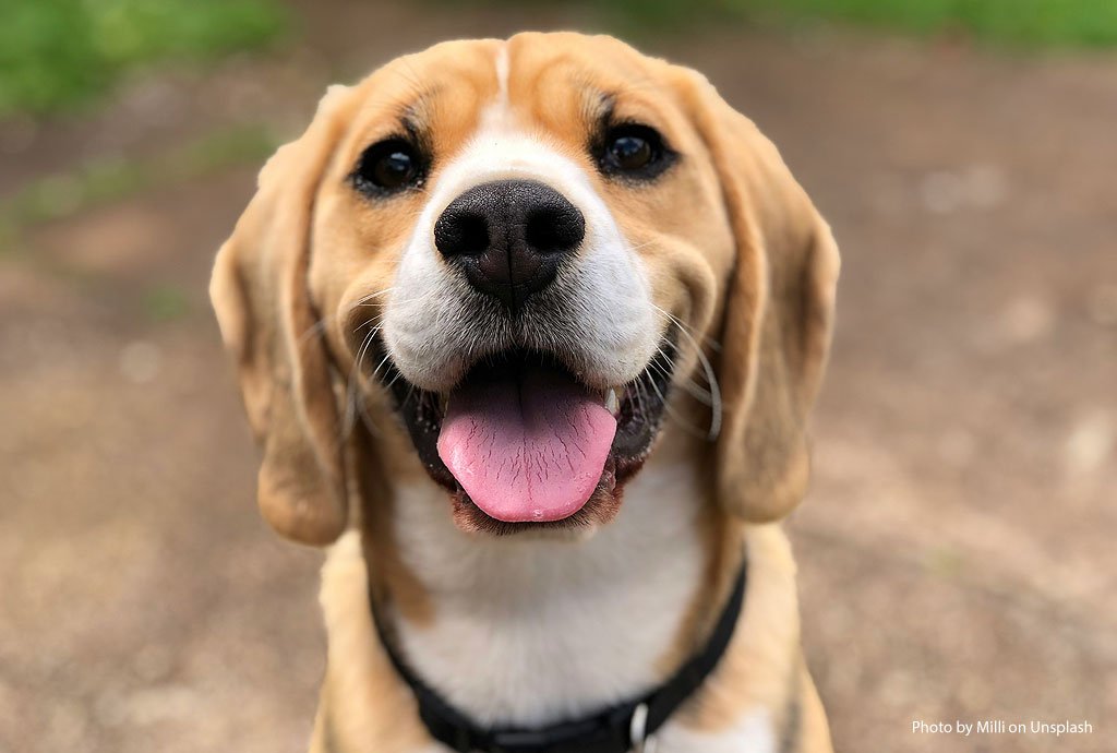 Respiratory Illness Dogs