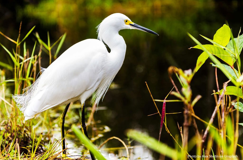 Risk of Bird Flu to Pet Dogs and Cats February 2025