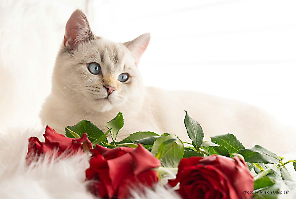 Valentine's Day Pet Safety Tips