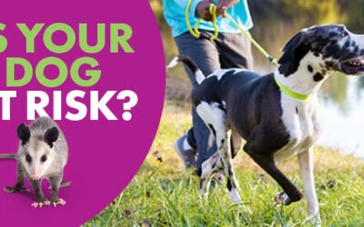 Is Your Dog Protected Against Leptospirosis?