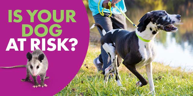 Is Your Dog Protected Against Leptospirosis?