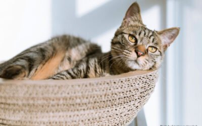 Reducing Stress for Your Cat’s Vet Visits Start at Home