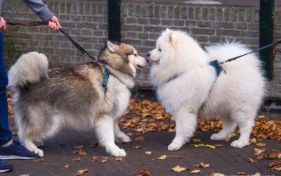 Dog Behavior: To Greet or Not to Greet?